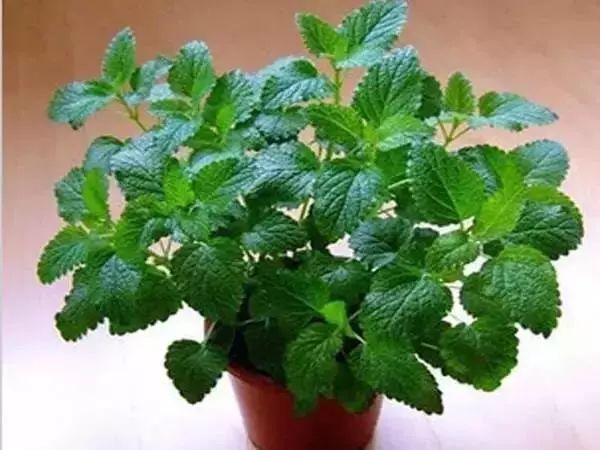 有什么比较特殊也比较好看的鲜花,什么鲜花比较有特点又好看