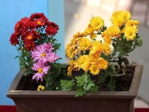 有什么比较特殊也比较好看的鲜花,什么鲜花比较有特点又好看