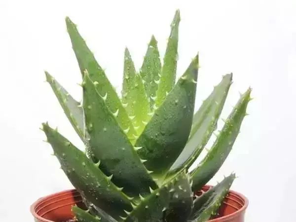 有什么比较特殊也比较好看的鲜花,什么鲜花比较有特点又好看