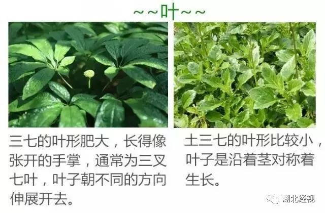 仅仅一字之差，60岁阿姨就吃中了毒……很多人都搞混了