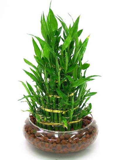 家里养什么植物好招财风水好,家里放哪些绿植旺财呢