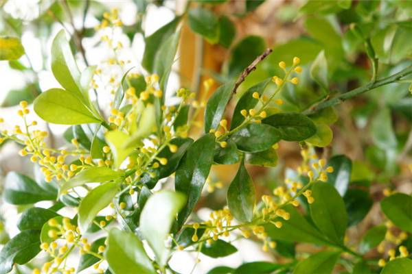 米兰花为什么要放在室内,室内茉莉花和米兰花哪个好养