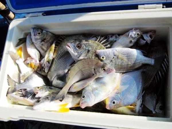 九种冬天也能钓的鱼,海边野钓有什么鱼好吃