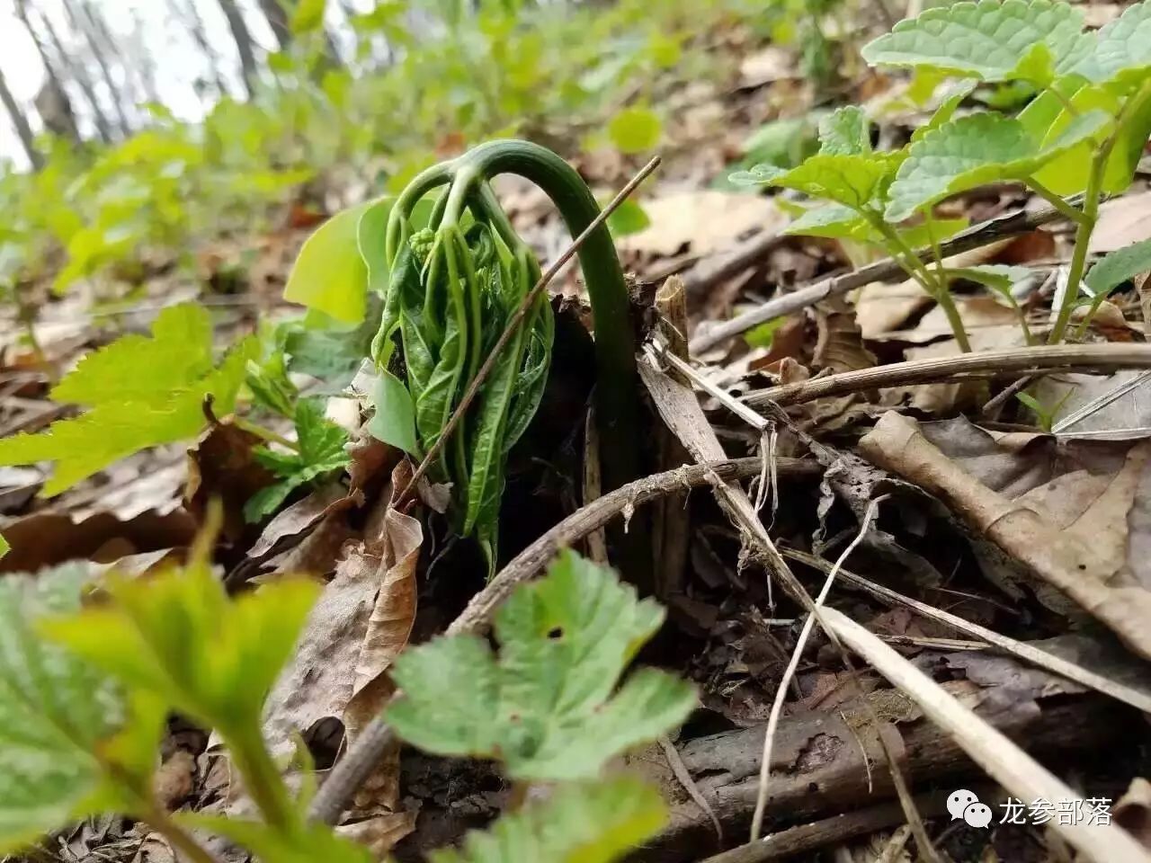 林间挖山参有什么讲究,长白山采参的讲究