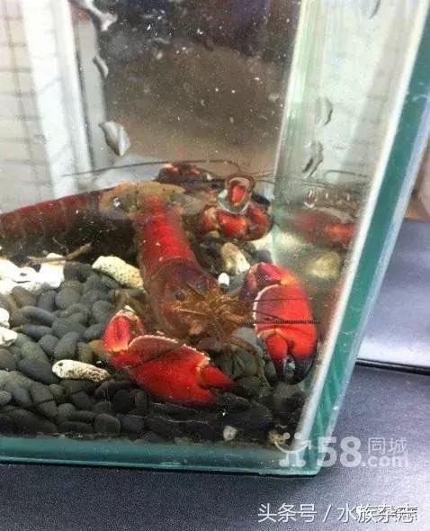 常见淡水观赏鳌虾大全,观赏鳌虾是淡水的吗