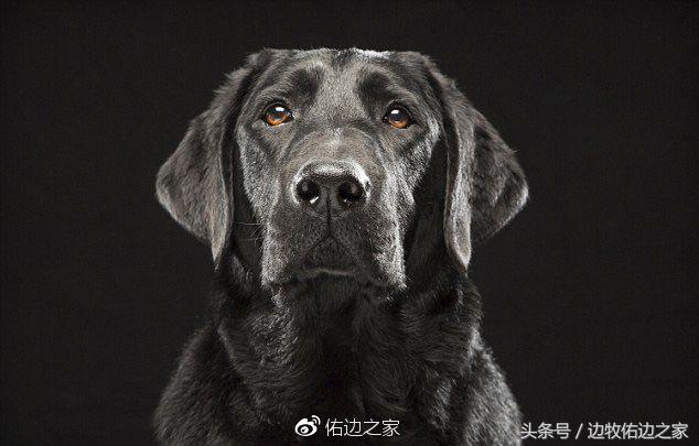 养狗的注意事项中大型犬,新手养狗须知狗狗冷知识大揭秘