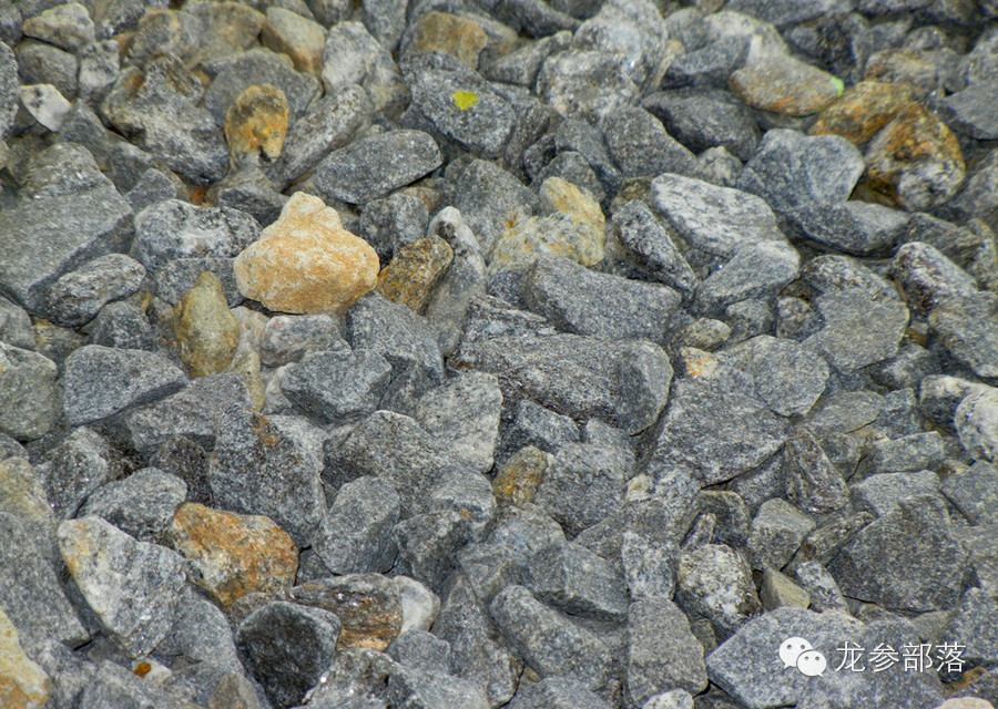 林间挖山参有什么讲究,长白山采参的讲究