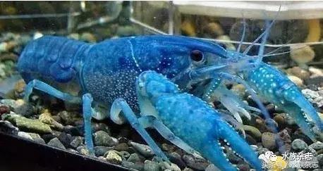 常见淡水观赏鳌虾大全,观赏鳌虾是淡水的吗