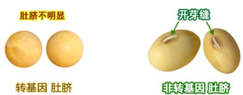 市面上转基因的商品有哪些,转基因木瓜是什么品种