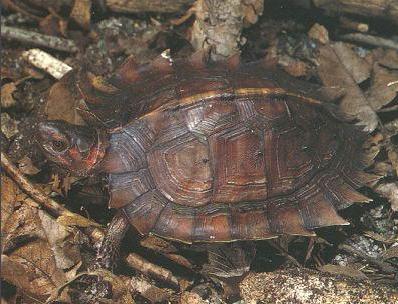 养龟科普视频,养龟新手看过来