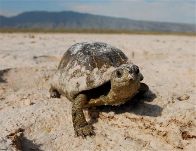 养龟科普视频,养龟新手看过来