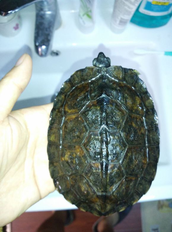 养龟科普视频,养龟新手看过来