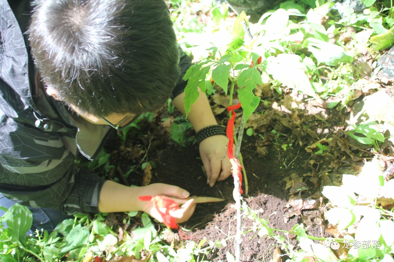 林间挖山参有什么讲究,长白山采参的讲究