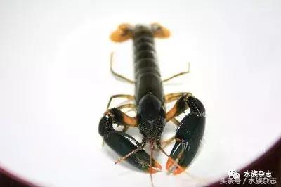 常见淡水观赏鳌虾大全,观赏鳌虾是淡水的吗