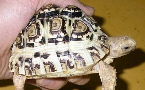 新手养龟陆龟推荐,十大适合新手养的陆龟