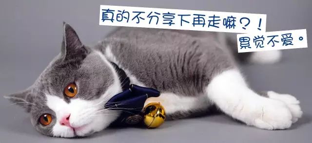 宠物猫自动喂食器推荐,宠物猫智能喂食器和智能喂水器