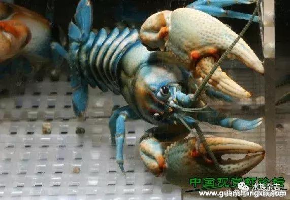 常见淡水观赏鳌虾大全,观赏鳌虾是淡水的吗