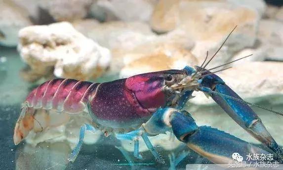 常见淡水观赏鳌虾大全,观赏鳌虾是淡水的吗