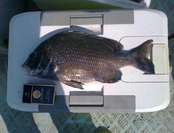 九种冬天也能钓的鱼,海边野钓有什么鱼好吃