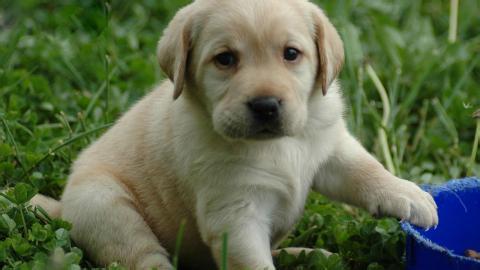 聪明的纯种拉布拉多,性格温顺聪明的狗狗中型犬