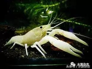 常见淡水观赏鳌虾大全,观赏鳌虾是淡水的吗