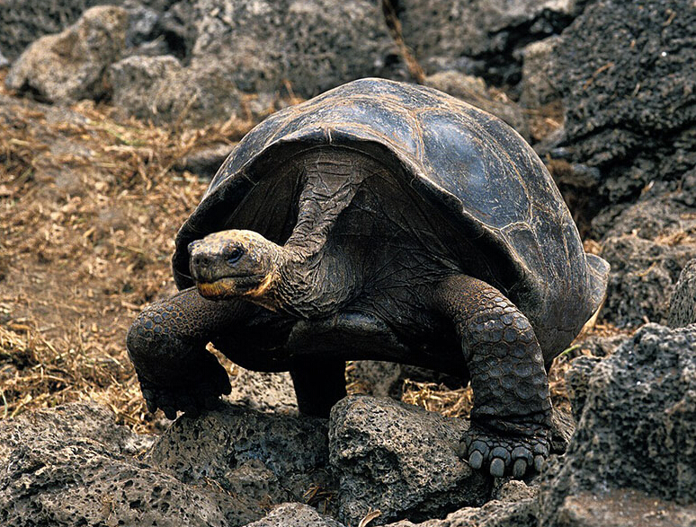 新手养龟陆龟推荐,十大适合新手养的陆龟