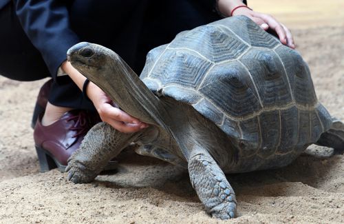 新手养龟陆龟推荐,十大适合新手养的陆龟