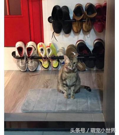 偷吃完拿白袜子来充数？馒头被主子神掉包，妈妈笑到歪腰