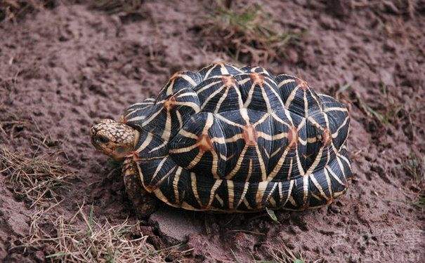新手养龟陆龟推荐,十大适合新手养的陆龟