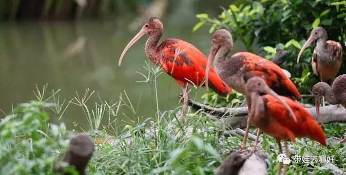 3天两晚广州长隆旅游攻略,广州长隆欢乐世界游玩攻略2021