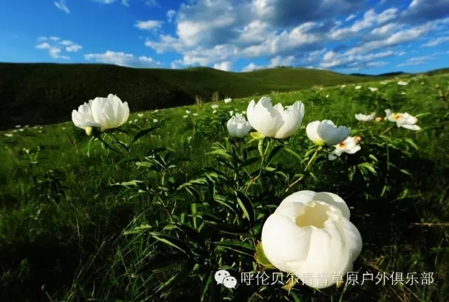 呼伦贝尔自由行攻略,呼伦贝尔自由行