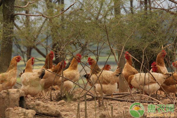 今日肉毛鸡最新走势,广西批发鸡价格最新行情