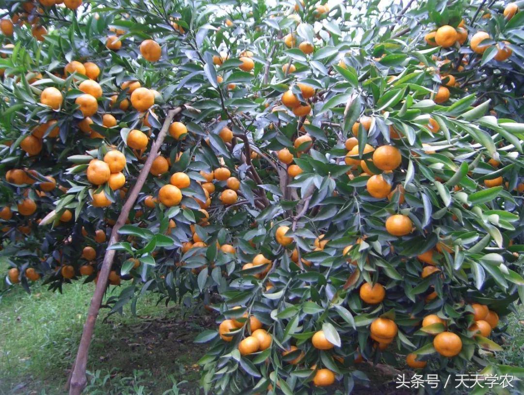 柑橘五大品种的特点和优势,柑橘品种介绍视频