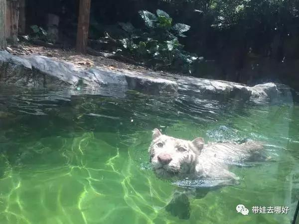 3天两晚广州长隆旅游攻略,广州长隆欢乐世界游玩攻略2021