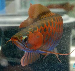 全世界最贵红龙鱼,世界上最贵的鱼观赏龙鱼