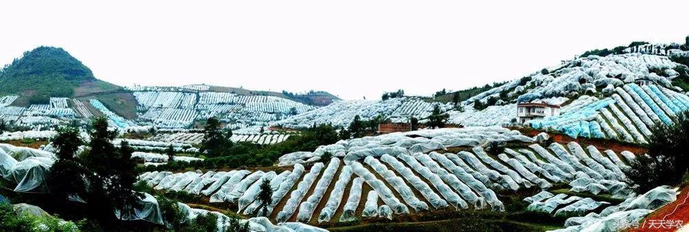 柑橘五大品种的特点和优势,柑橘品种介绍视频