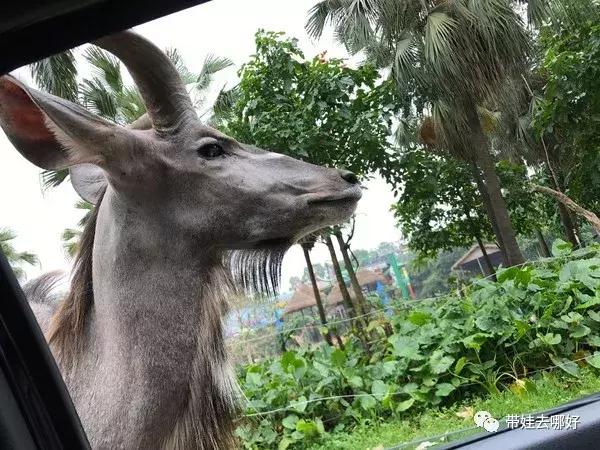 3天两晚广州长隆旅游攻略,广州长隆欢乐世界游玩攻略2021