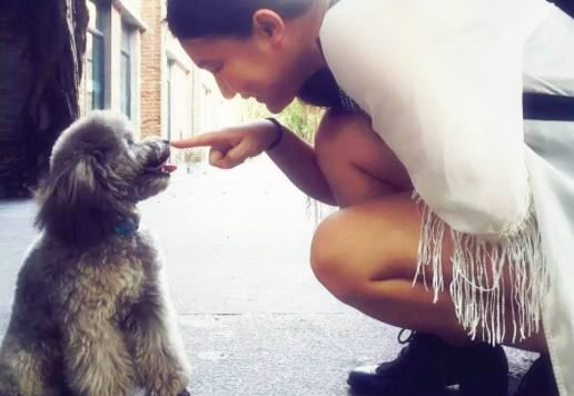 世界上最简单最好玩的狗狗玩具,狗狗各阶段玩的玩具