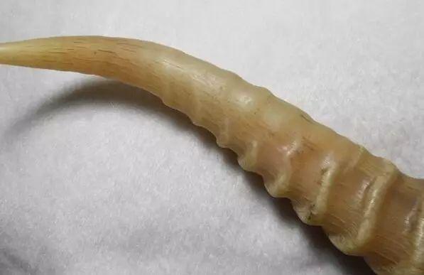 五种不能上当的文玩,这几种文玩戴着邪性千万不要碰