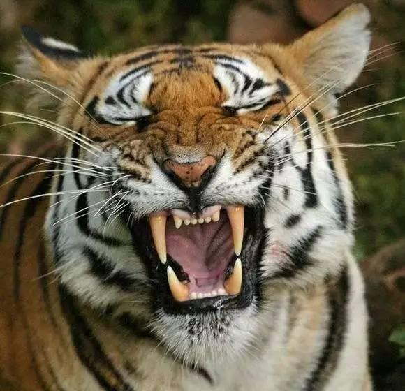 五种不能上当的文玩,这几种文玩戴着邪性千万不要碰