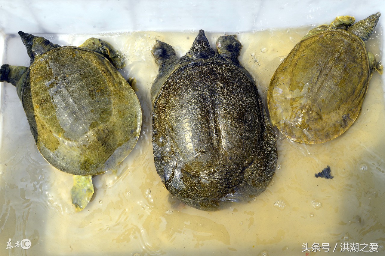 捕甲鱼的钢叉怎么制作,抓甲鱼神器钢叉