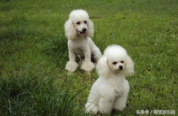 标准贵宾犬和巨型贵宾犬,巨型贵宾犬与泰迪的区别