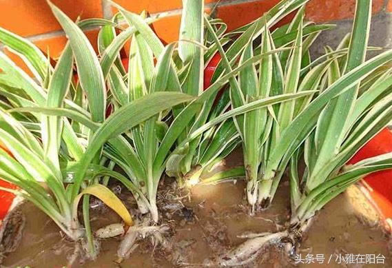 水培牡丹吊兰绿油油不黄叶,吊兰需要水培到长根后再栽土里吗