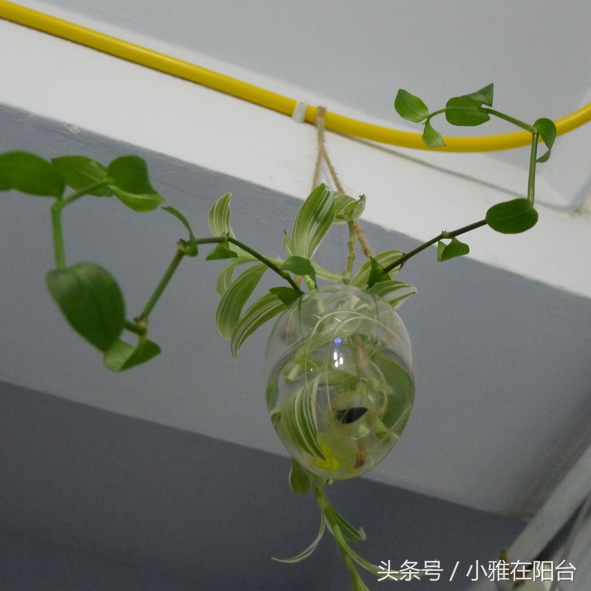 水培牡丹吊兰绿油油不黄叶,吊兰需要水培到长根后再栽土里吗