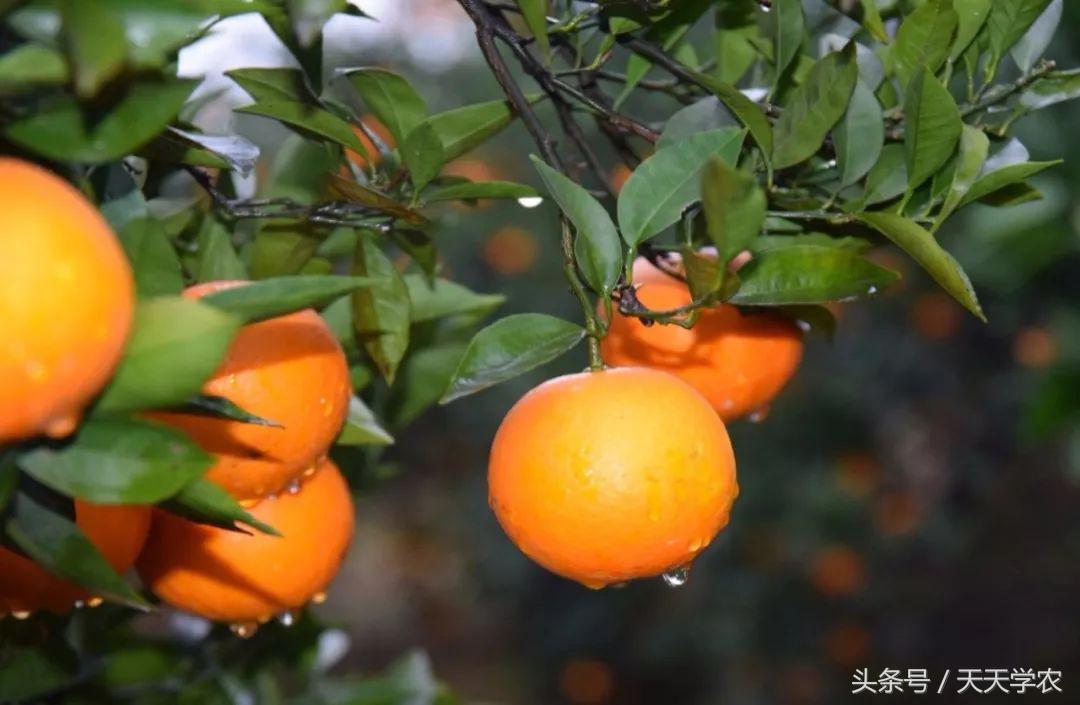 柑橘五大品种的特点和优势,柑橘品种介绍视频