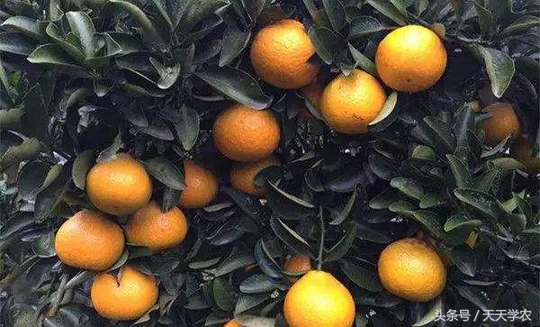 柑橘五大品种的特点和优势,柑橘品种介绍视频