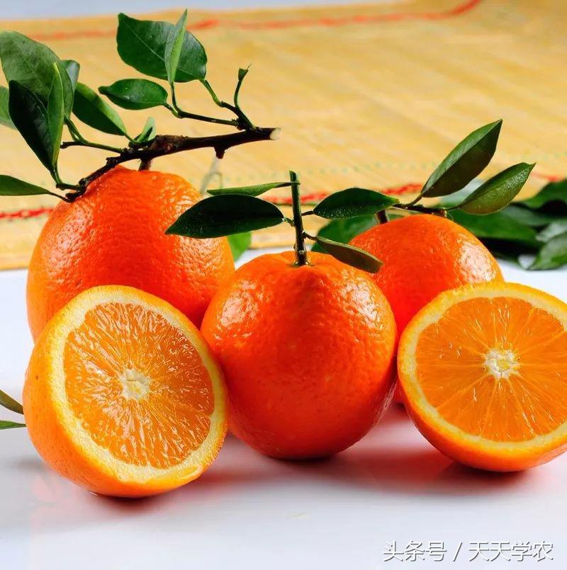 柑橘五大品种的特点和优势,柑橘品种介绍视频