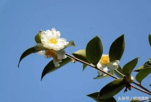 常宁高山有机茶,湖南常宁山村美景