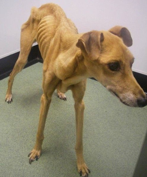 名贵格力犬，以一种作死的方式结束了它安逸的一生