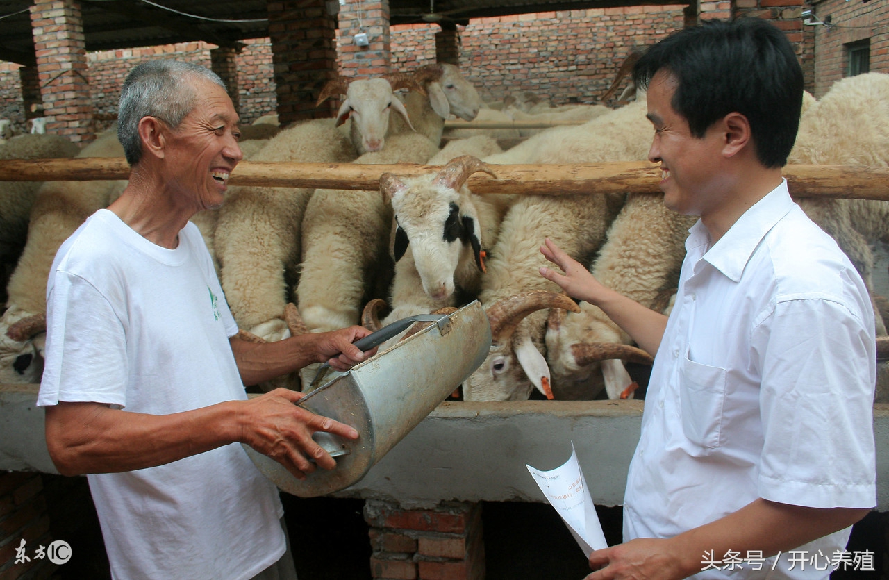 新手养羊做好这几点想不挣钱都难,养羊人必须知道的养羊技术